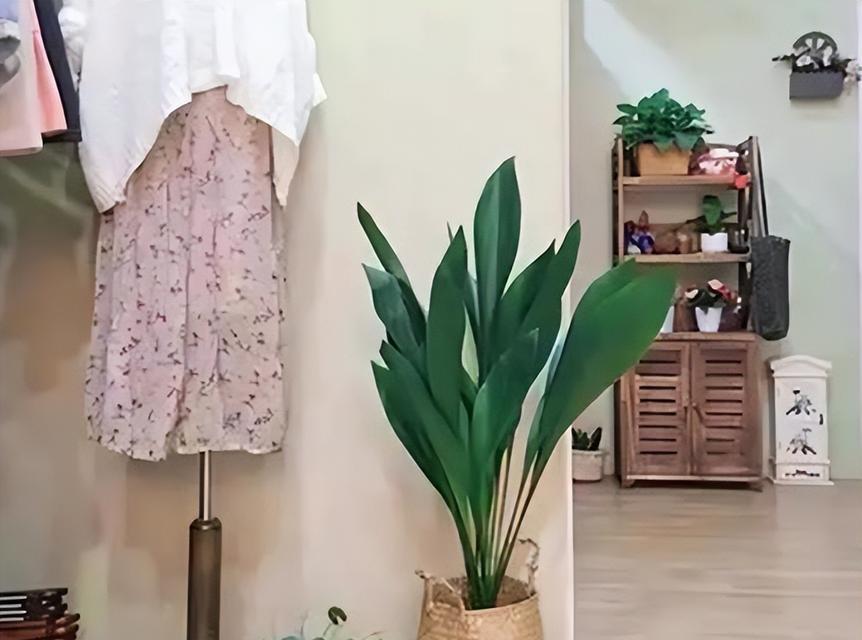 阳台耐阴花槽植物如何搭配？哪些植物适合？