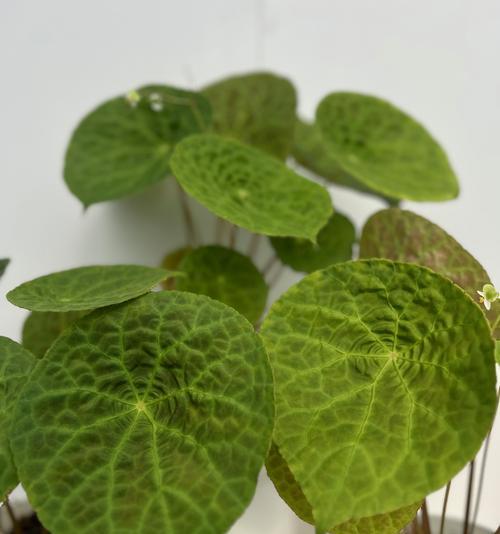 福建秋季观赏植物推荐：哪些植物秋天开花？