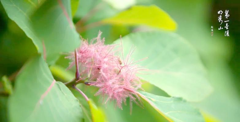 福建秋季观赏植物推荐：哪些植物秋天开花？