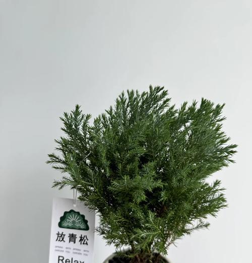 雾松底部叶子发黄的原因及解决方法是什么？