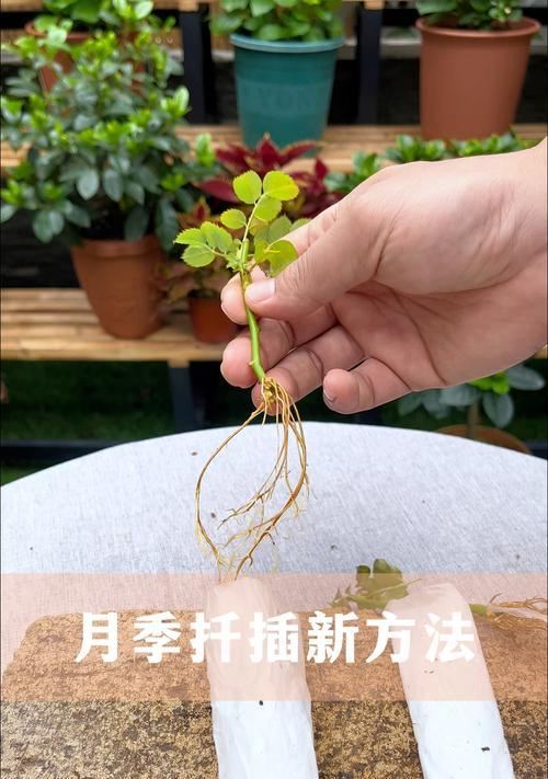 月季迁插的最佳方法是什么？