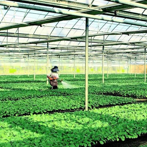 秋季蔬菜播种的最佳时间是什么时候？如何确保秋季播种成功？