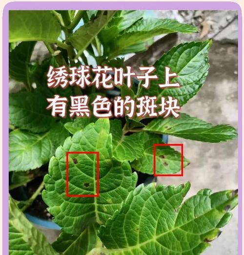 绣球叶子发黄的处理方法是什么？