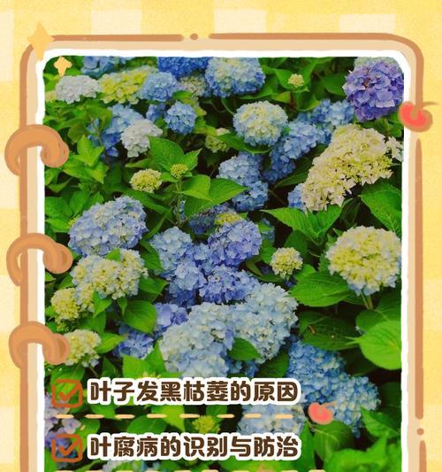 绣球叶子发黄的处理方法是什么？