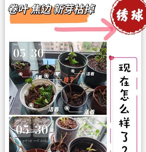 绣球叶子发黄的处理方法是什么？