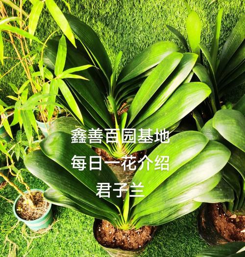君子兰最佳剁头时间是什么时候？