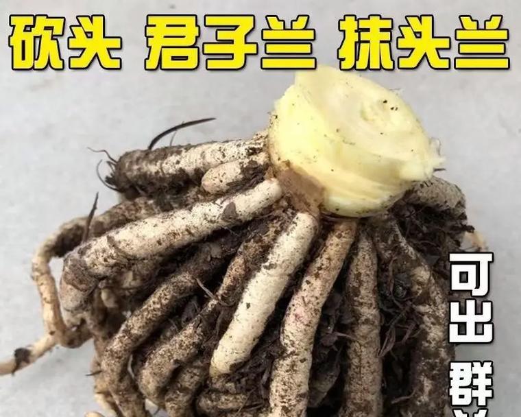 君子兰最佳剁头时间是什么时候？