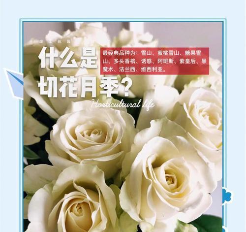小头月季切花的养护技巧有哪些？