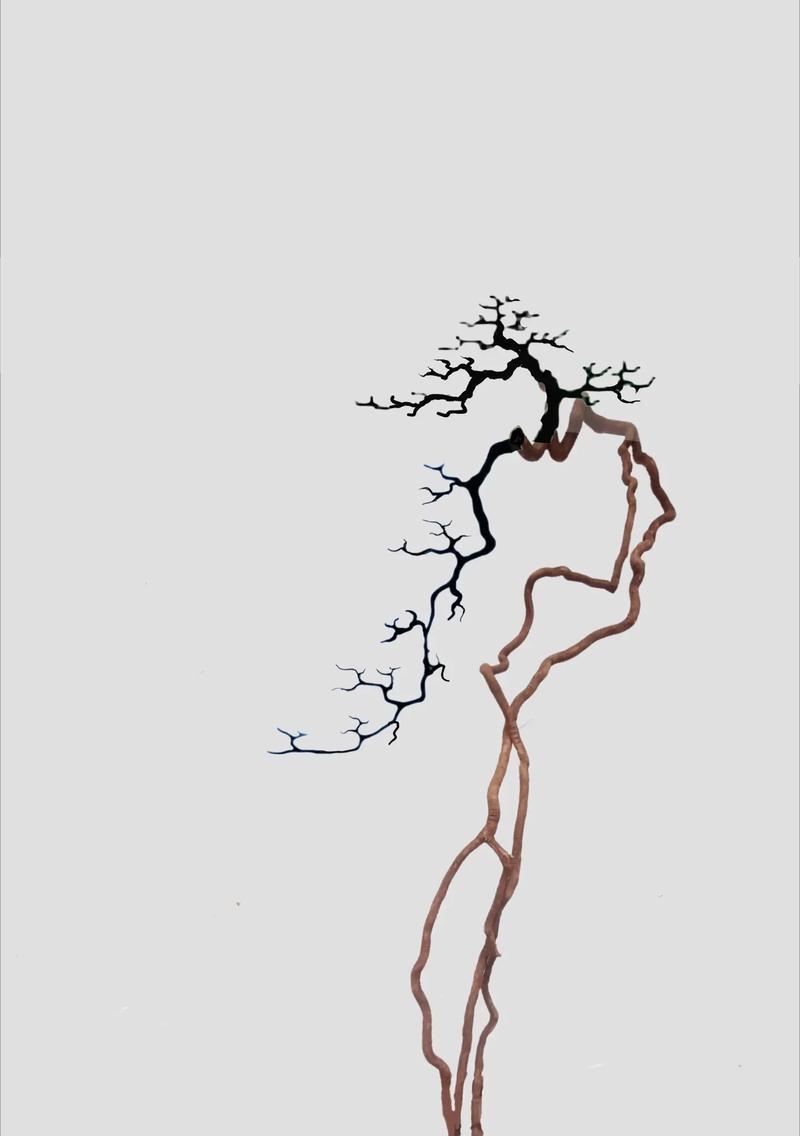 盆景朴树生桩怎么种植？有哪些种植技巧？
