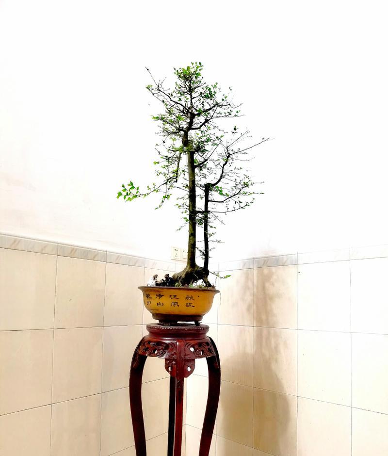 盆景朴树生桩怎么种植？有哪些种植技巧？