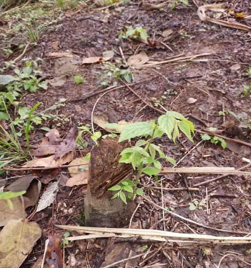 盆景朴树生桩怎么种植？有哪些种植技巧？