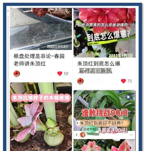 朱顶红消苞是什么原因导致的？