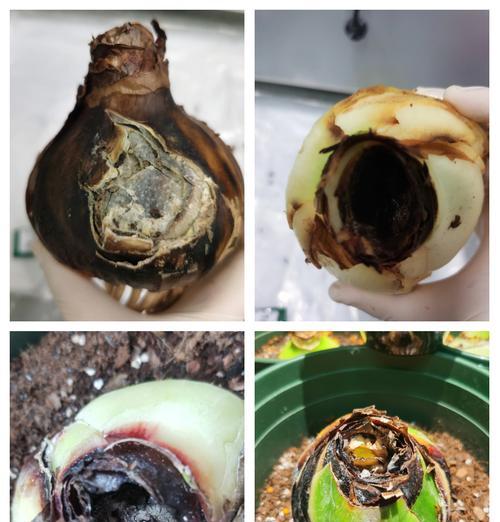 朱顶红消苞是什么原因导致的？