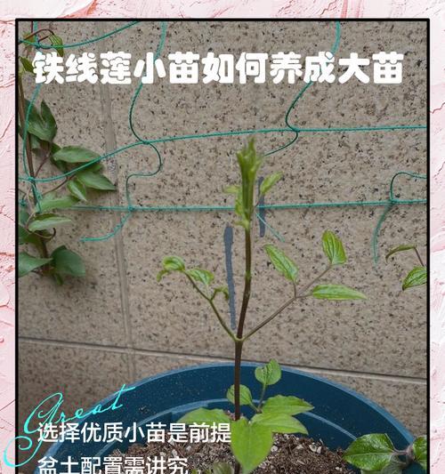 铁线莲小苗边缘发黄的原因是什么？