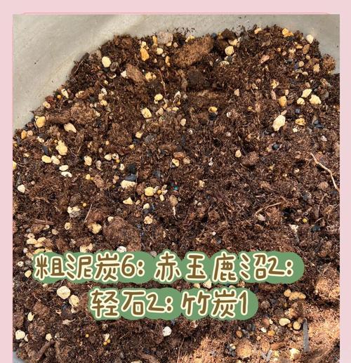 铁线莲小苗边缘发黄的原因是什么？