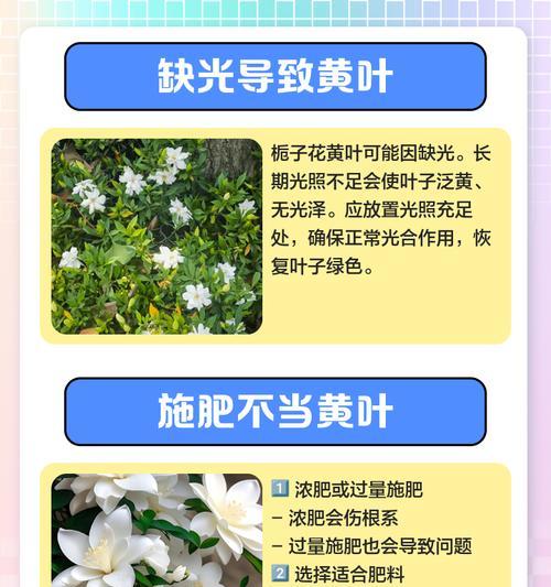 栀子花叶子发黄干叶的正确浇水方法？
