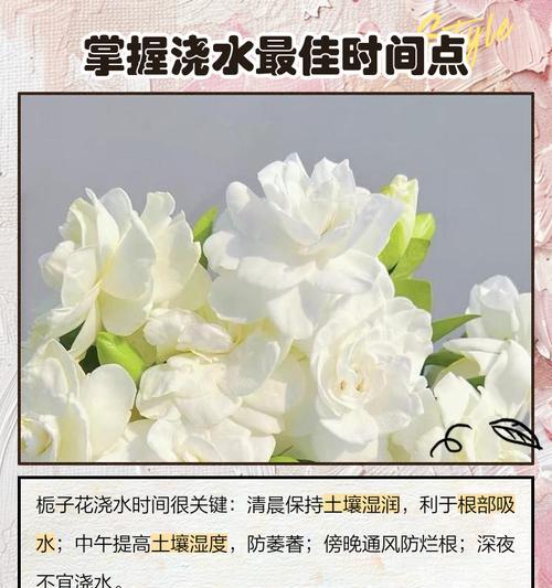 栀子花叶子发黄干叶的正确浇水方法？
