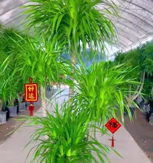龙血树叶子发黄补救措施有哪些？