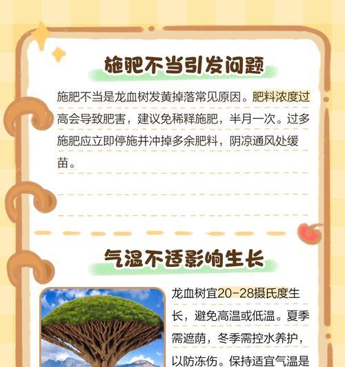 龙血树叶子发黄补救措施有哪些？