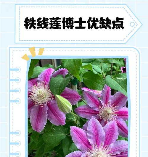 铁线莲在韩语中怎么表达？铁线莲的韩文名称是什么？