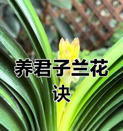 君子兰能熏蚊吗怎么养？君子兰的正确养护方法是什么？
