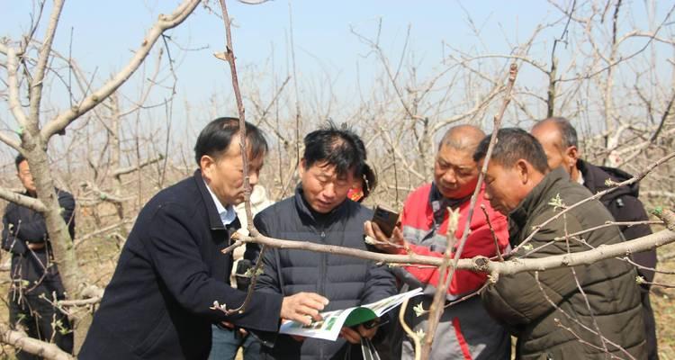 仙桃果树栽培的关键技术要点是什么？