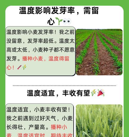 水稻播种最低温度是多少？如何确定播种时间？