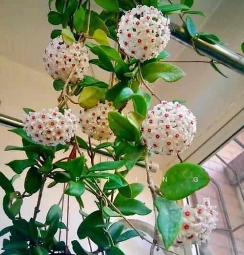 哪些耐阴野生植物适合栽培为花卉？