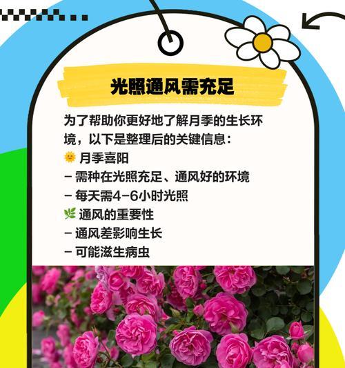 长袍娃娃月季的正确养护方法是什么？