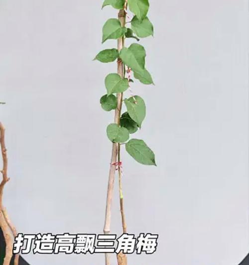 三角梅小苗如何培养才能高飘？