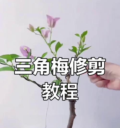 三角梅小苗如何培养才能高飘？