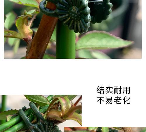 君子兰夹子缺失如何矫正？