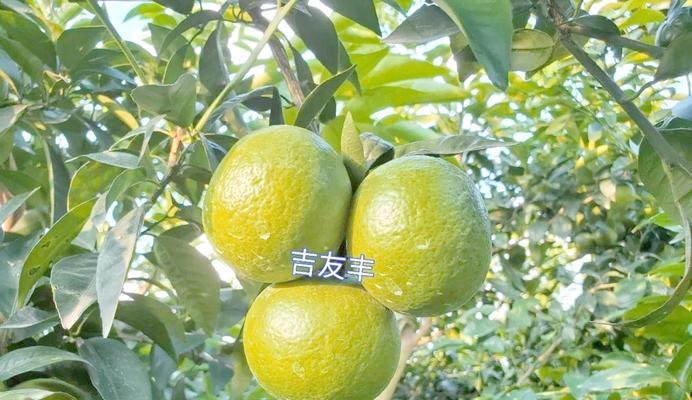 脐橙挂果树施肥的正确技巧是什么？