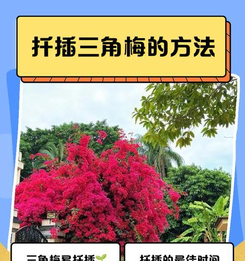 三角梅根桩嫁接的步骤和技巧是什么？