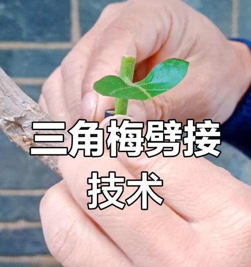 三角梅根桩嫁接的步骤和技巧是什么？
