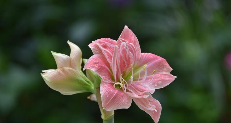 朱顶红种球圆是什么品种？如何正确种植和养护？
