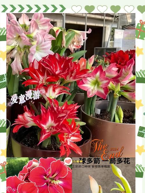 朱顶红种球圆是什么品种？如何正确种植和养护？