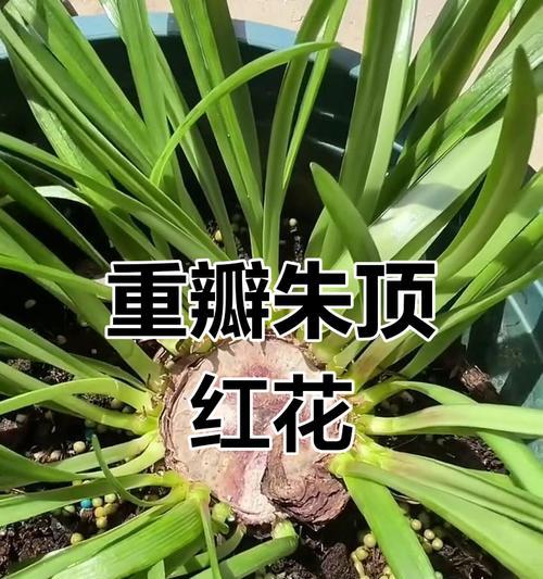 朱顶红种球圆是什么品种？如何正确种植和养护？