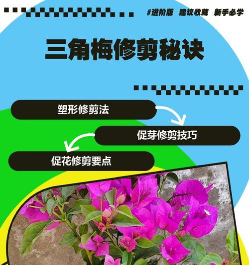 三角梅飘枝过长如何修剪？修剪时应注意什么？