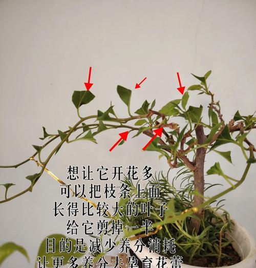 三角梅飘枝过长如何修剪？修剪时应注意什么？