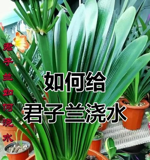 君子兰浇水推荐使用什么类型的壶？