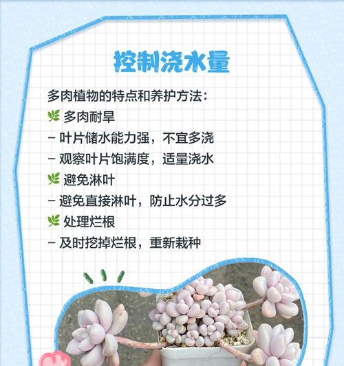 小盆景植物叶子发黄发卷怎么回事？如何处理？