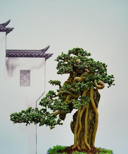 小盆景植物叶子发黄发卷怎么回事？如何处理？