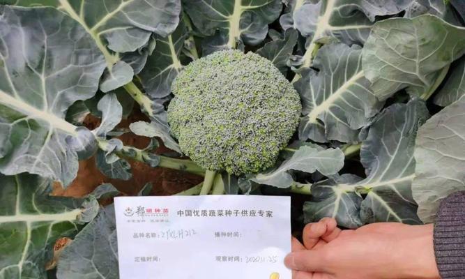 花菜山东播种的最佳时间是什么时候？