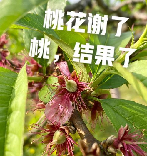 桃子的施肥和浇水最佳方法是什么？
