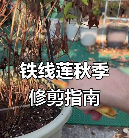 铁线莲修剪的技巧和方法是什么？