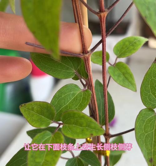铁线莲修剪的技巧和方法是什么？