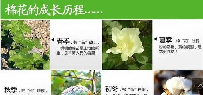 喀什棉花播种何时结束？最佳播种时间是什么时候？