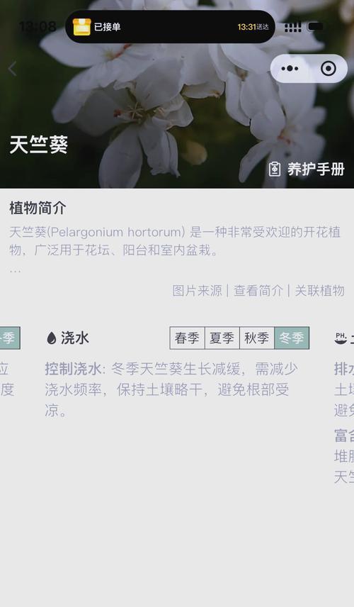 小花盆天竺葵养护需要注意什么？浇水技巧有哪些？