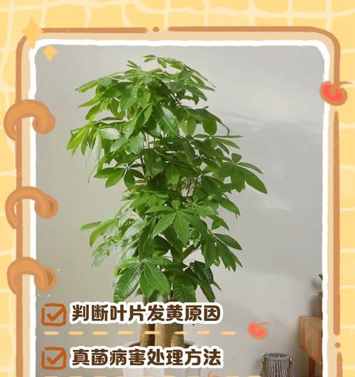 植物月经叶子发黄？如何解决这一问题？
